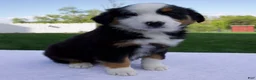 Australian Shepherd dogs for sale: Pilot - Ad 5