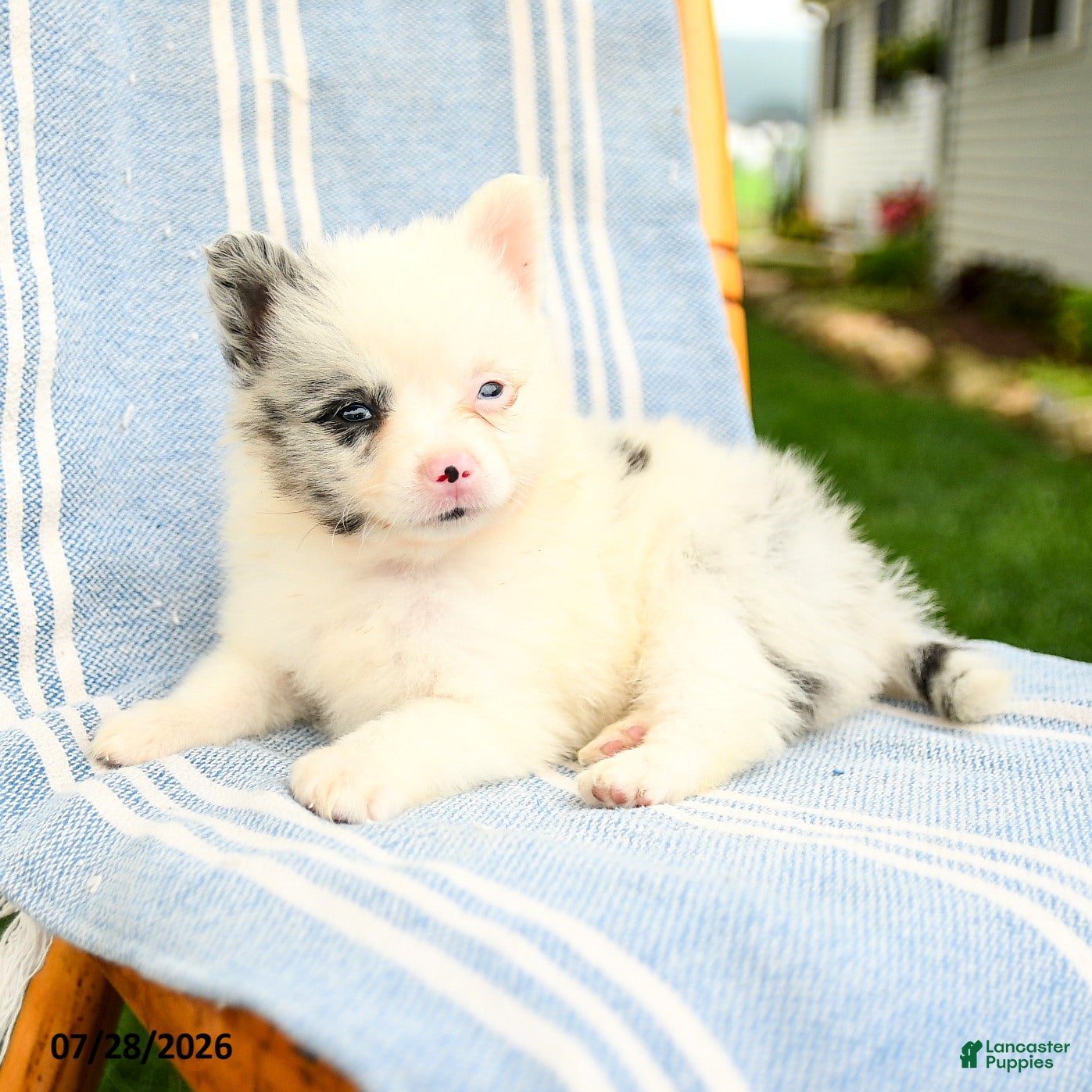 Pomeranian dogs Marcus - Ad 2