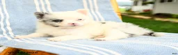 Pomeranian dogs for sale: Marcus - Ad 2