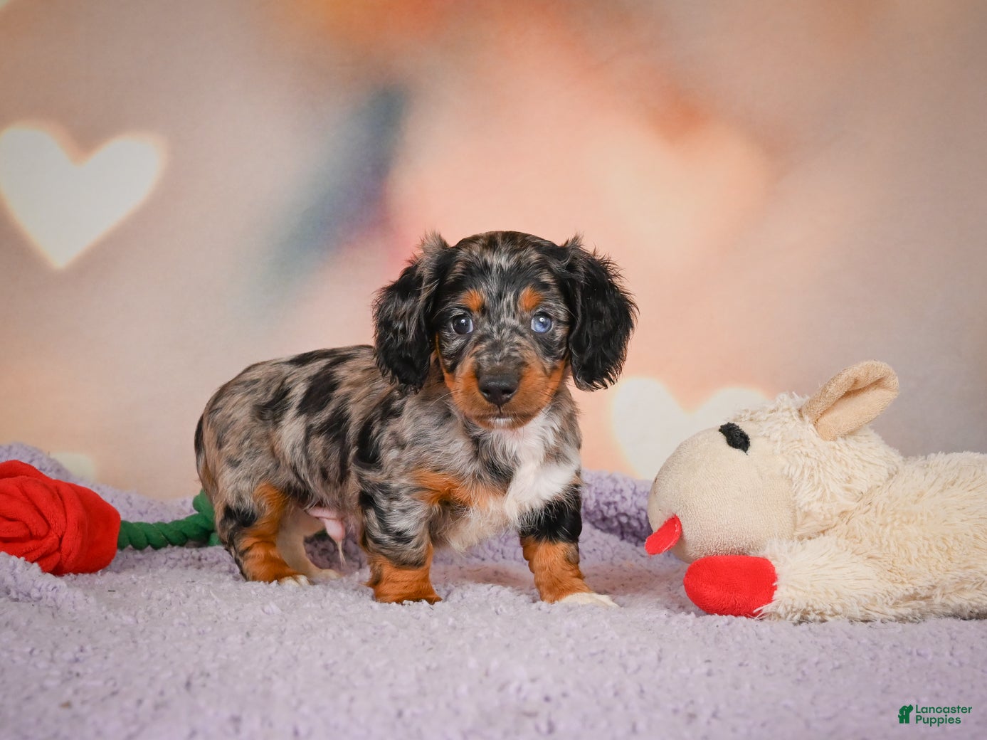 Dachshund dogs Tatum  - Ad 1