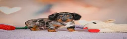 Dachshund dogs for sale: Tatum  - Ad 1