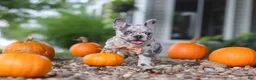 French Bulldog dogs for sale: Hope - Ad 11