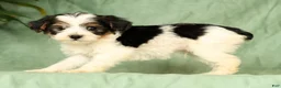 Yorkiepoo dogs for sale: Rex - Ad 9