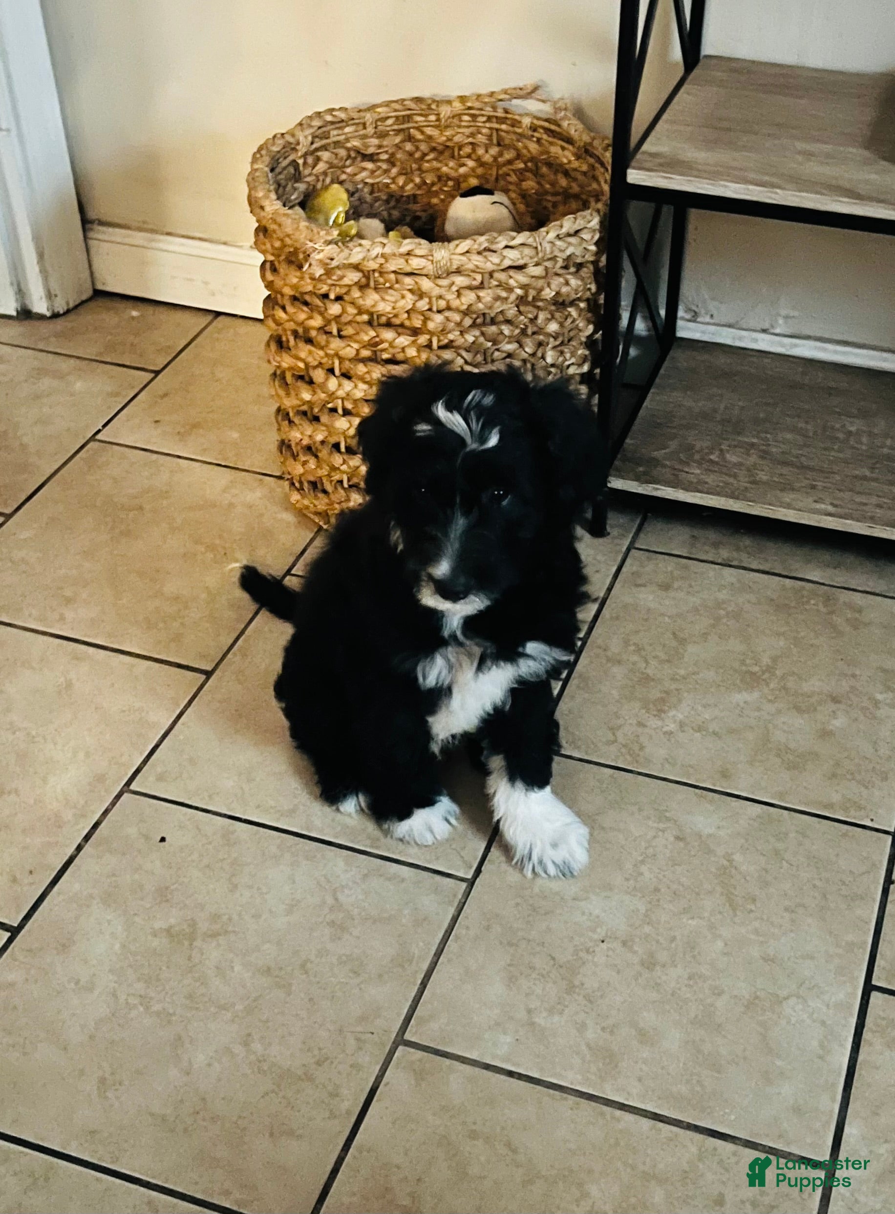 Aussiedoodle dogs Bo - Ad 1