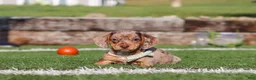 Miniature Dachshund dogs for sale: Buddy - Ad 2