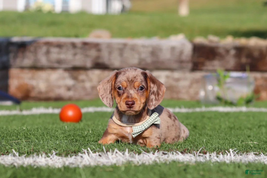Miniature Dachshund dogs for sale: Buddy - Ad 2