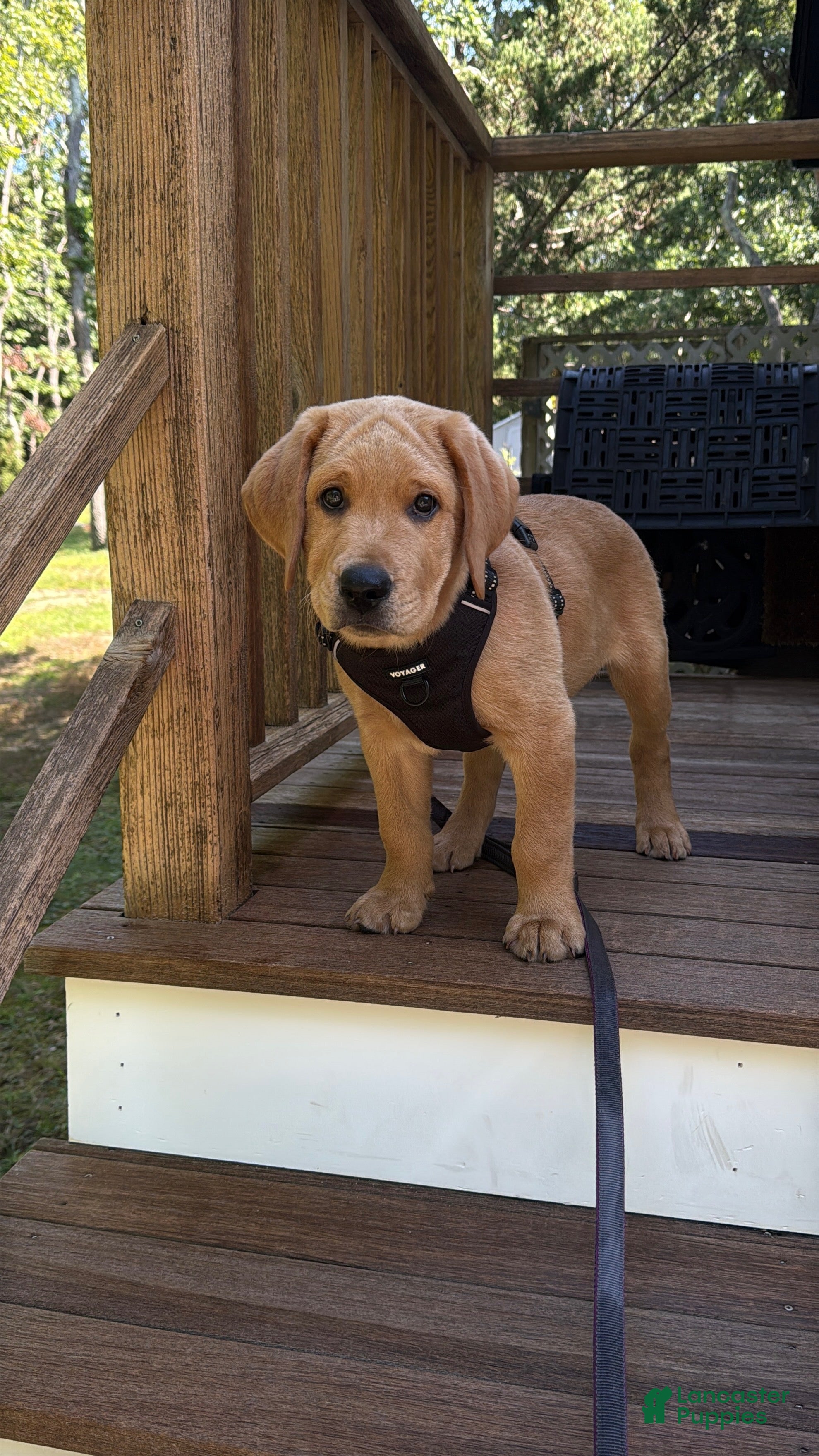 Labrador Retriever dogs Cooper - Ad 1