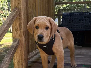 Labrador Retriever dogs Cooper - Ad 1