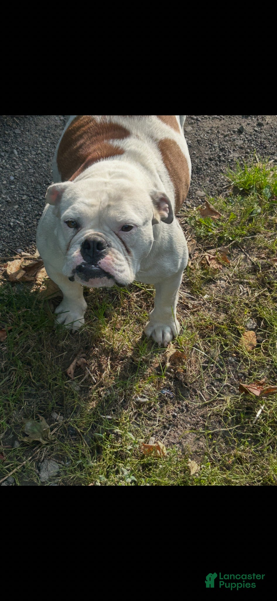 English Bulldog dogs English Bulldog Puppy 2 - Ad 2