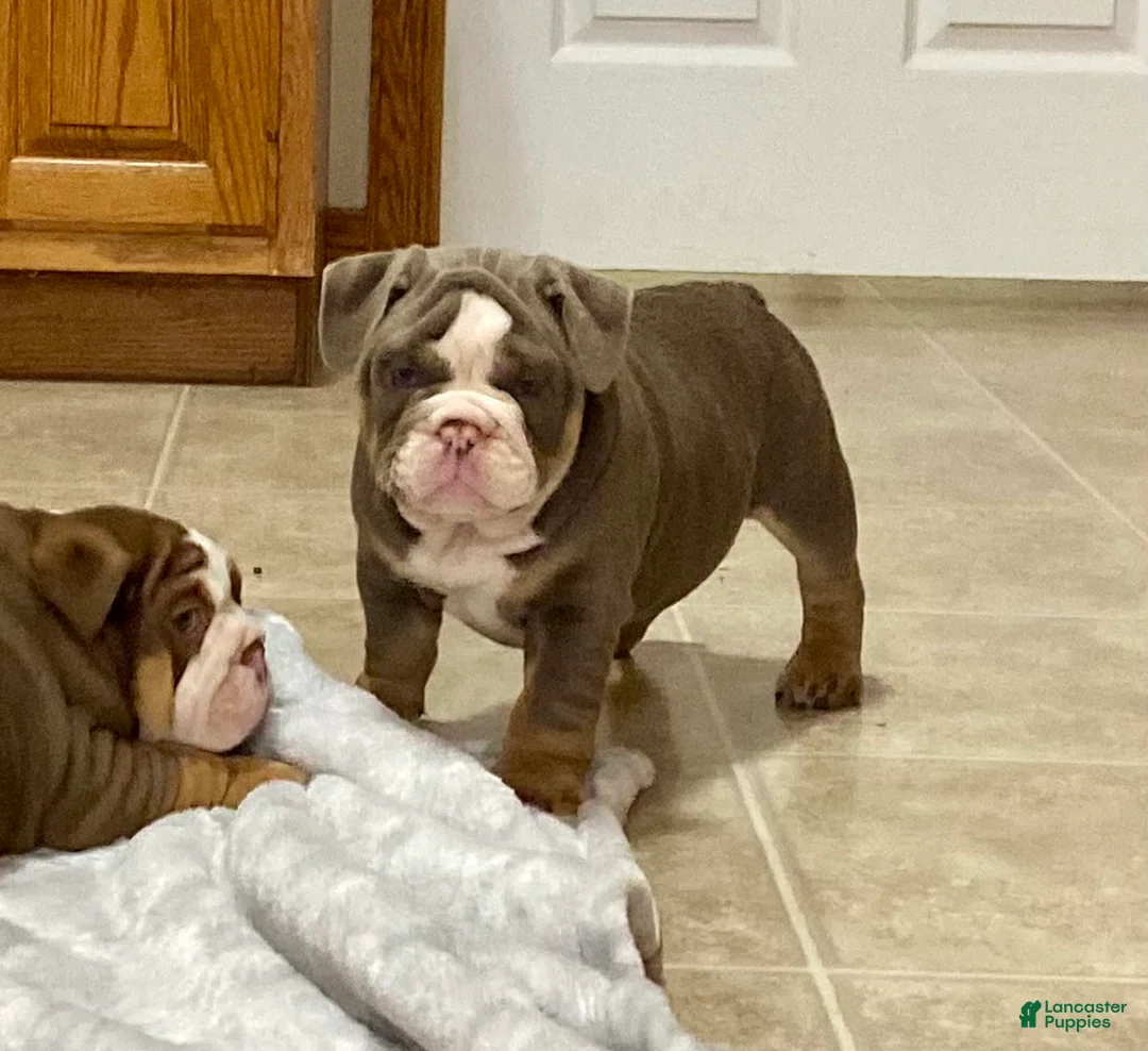 English Bulldog dogs for sale: Romeo - Ad 7
