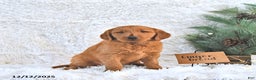 Golden Retriever dogs for sale: Ginger Bread - Ad 2