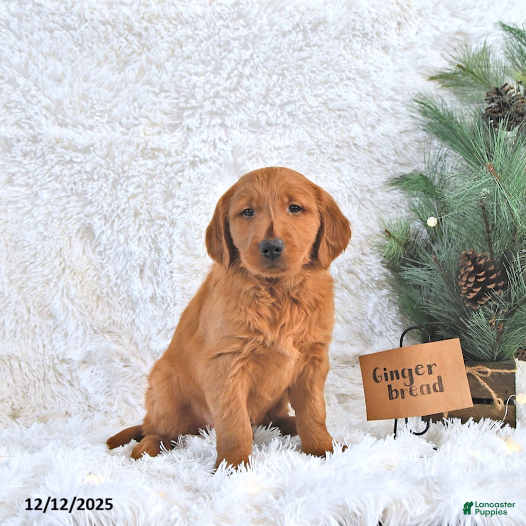 Golden Retriever dogs for sale: Ginger Bread - Ad 2