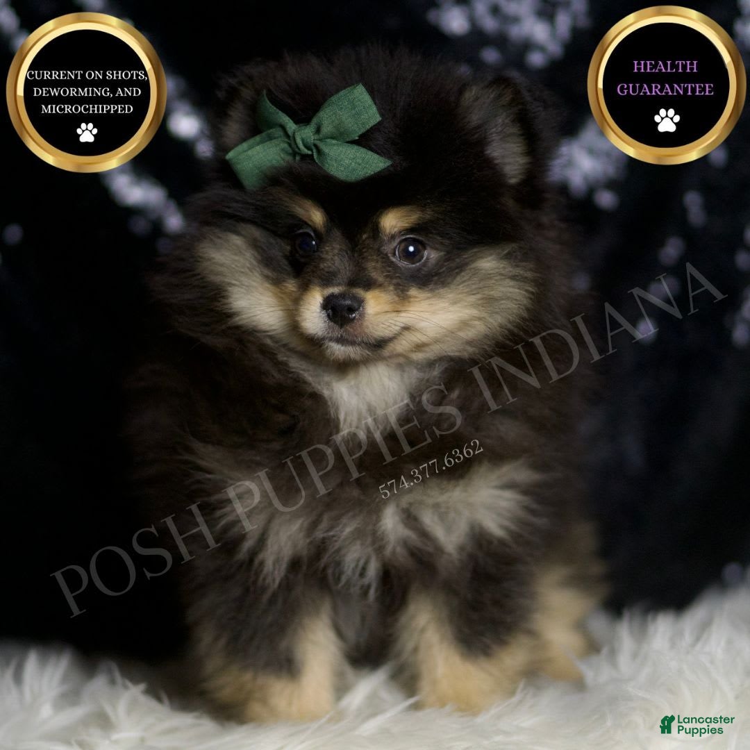 Pomeranian dogs Bingo - Ad 2