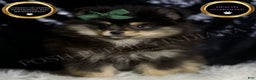 Pomeranian dogs for sale: Bingo - Ad 1