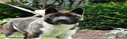 Akita dogs for sale: Twinkle Special Needs - Ad 3