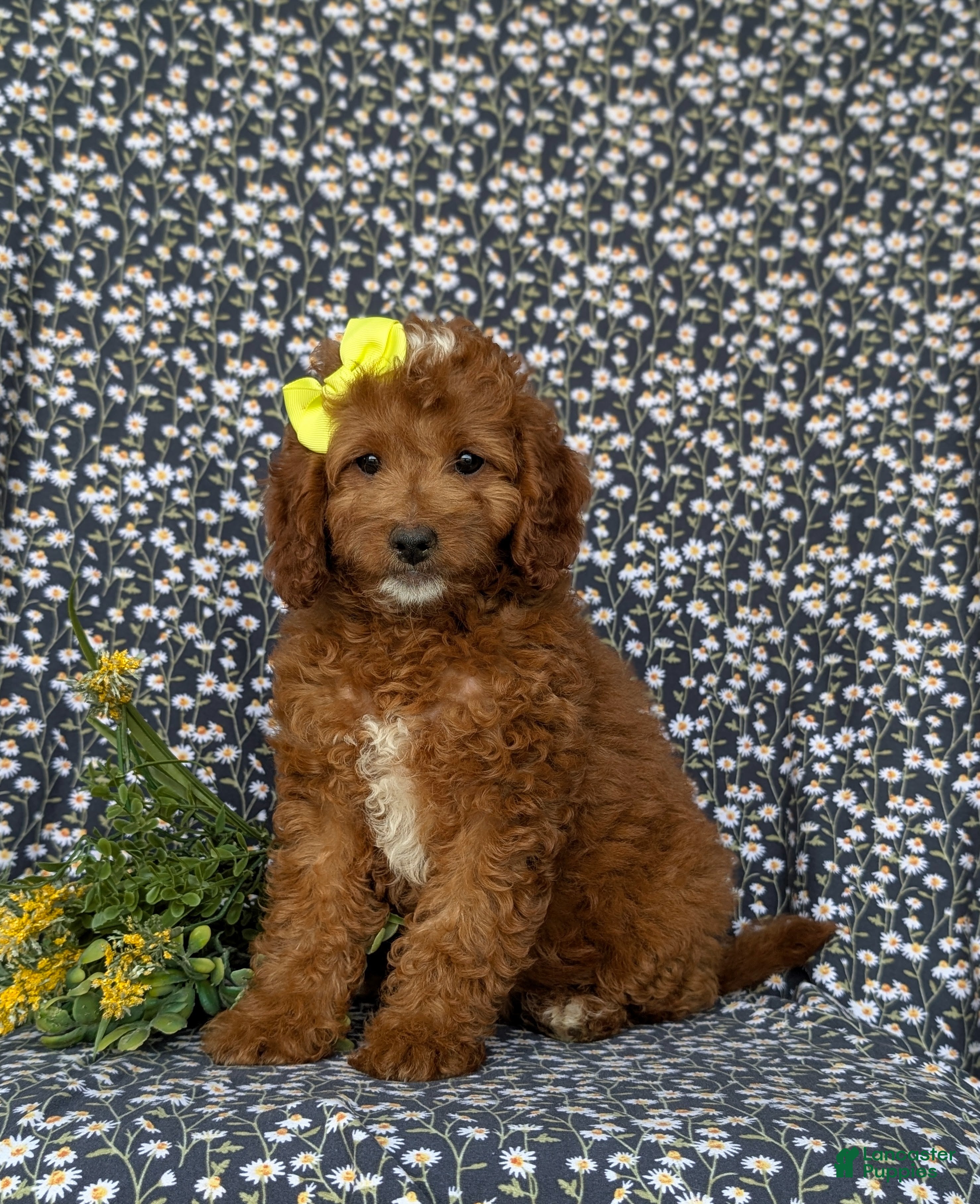 Mini Goldendoodle dogs Teegan 9 lbs Full Grown - Ad 1