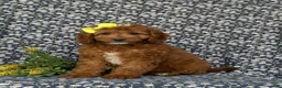 Mini Goldendoodle dogs for sale: Teegan 9 lbs Full Grown - Ad 1