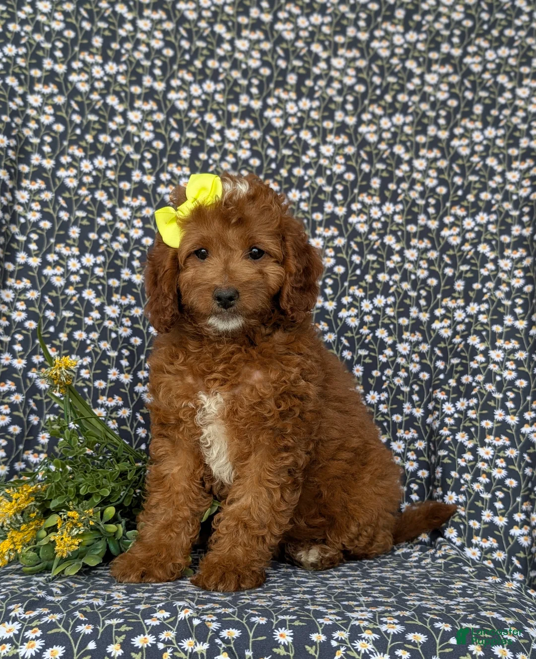 Mini Goldendoodle dogs for sale: Teegan 9 lbs Full Grown - Ad 1
