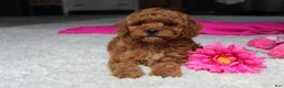 Cavapoochon dogs for sale: Maggie  - Ad 5