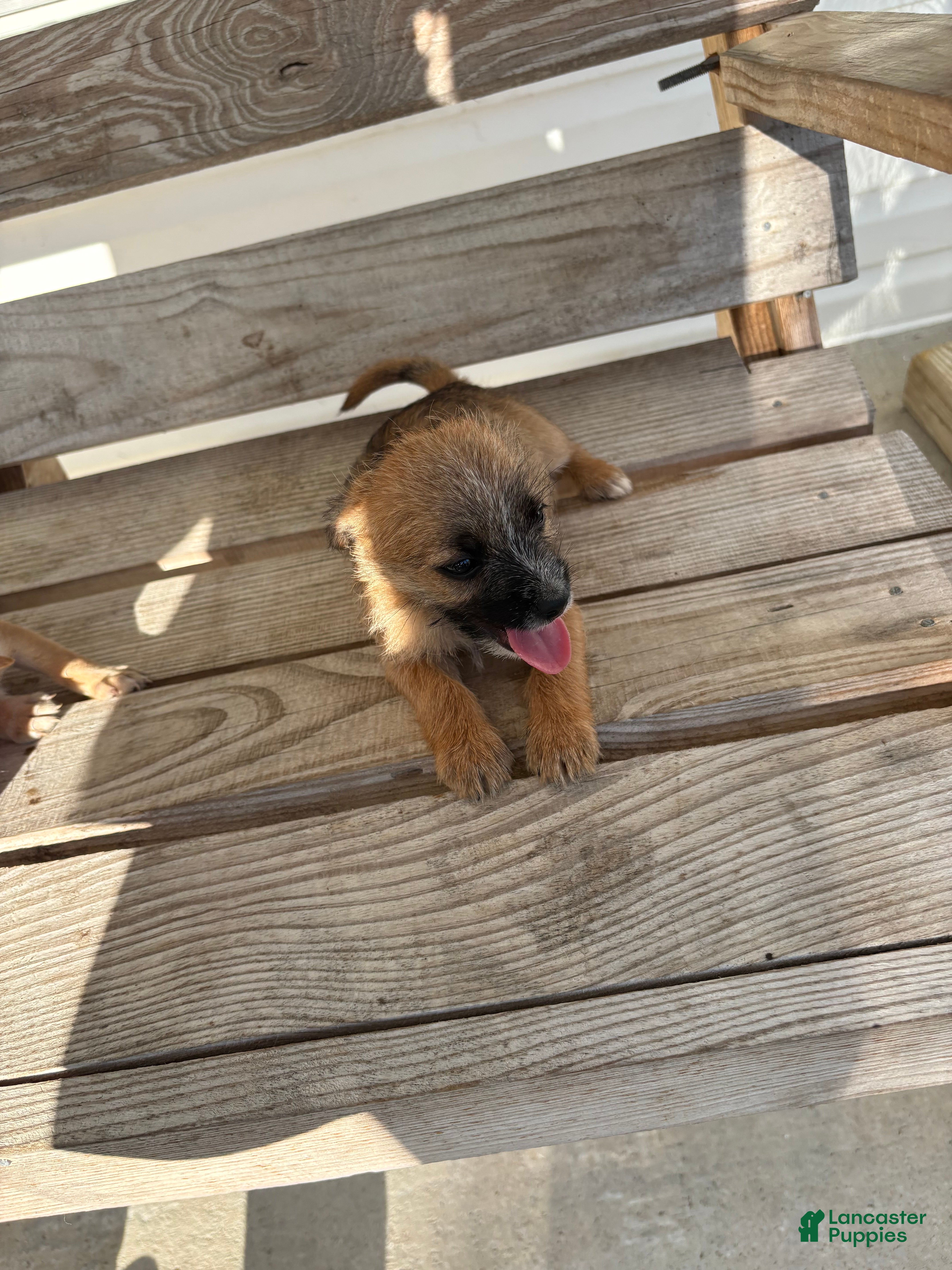 Chihuahua dogs Chico - Ad 1