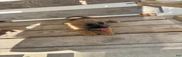 Chihuahua dogs for sale: Chico - Ad 1
