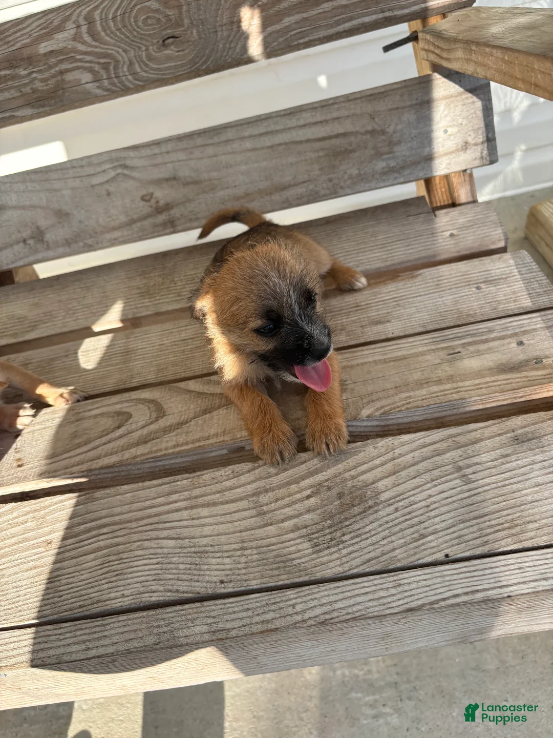 Chihuahua dogs for sale: Chico - Ad 1