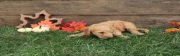 Goldendoodle dogs for sale: Cruz - Ad 2