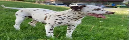 Dalmatian dogs for sale: Lucky - Ad 4