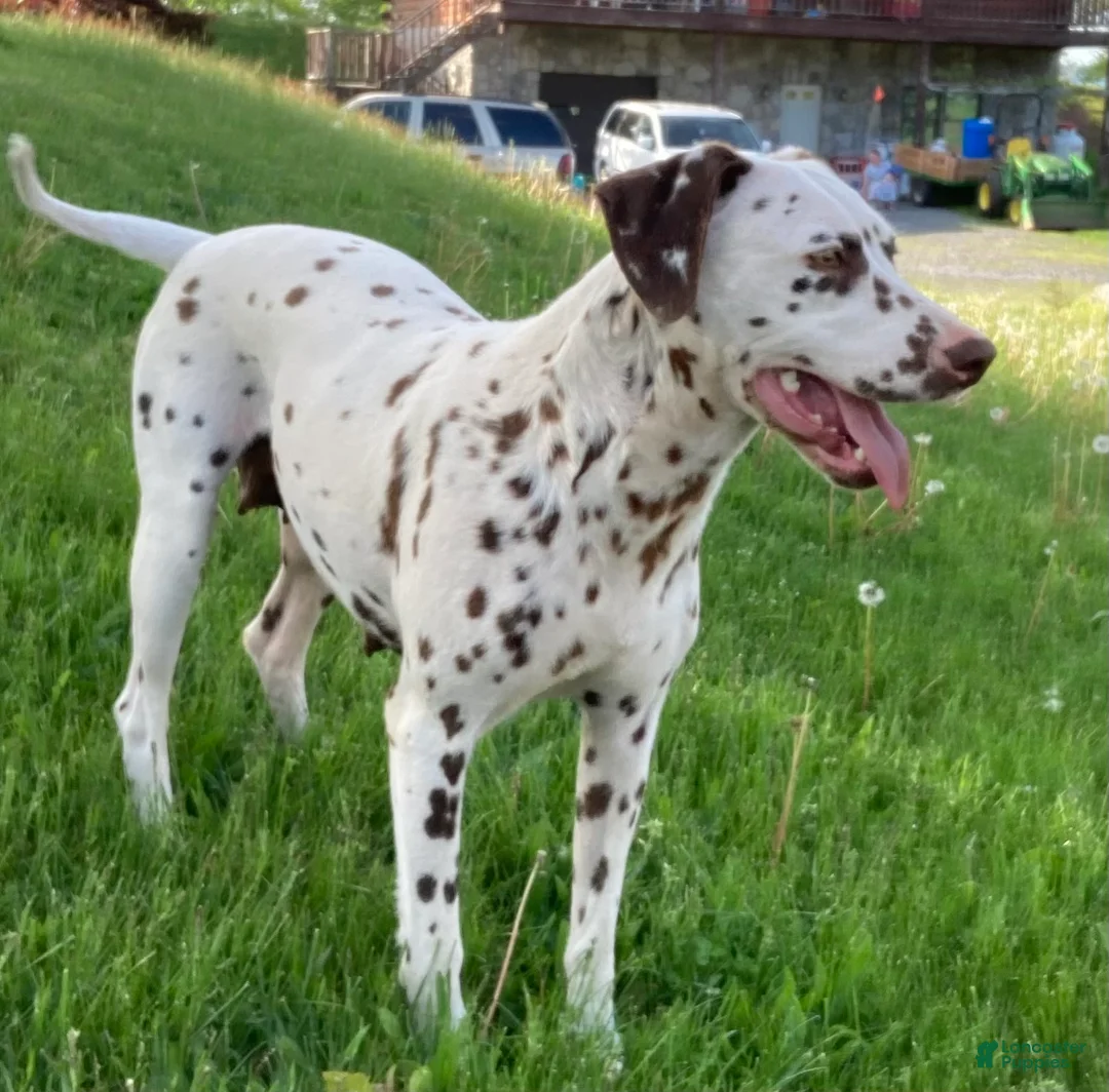 Dalmatian dogs for sale: Lucky - Ad 4
