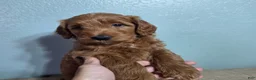Mini Goldendoodle dogs for sale: Mini Goldendoodle 1 "Cherry" - Ad 14
