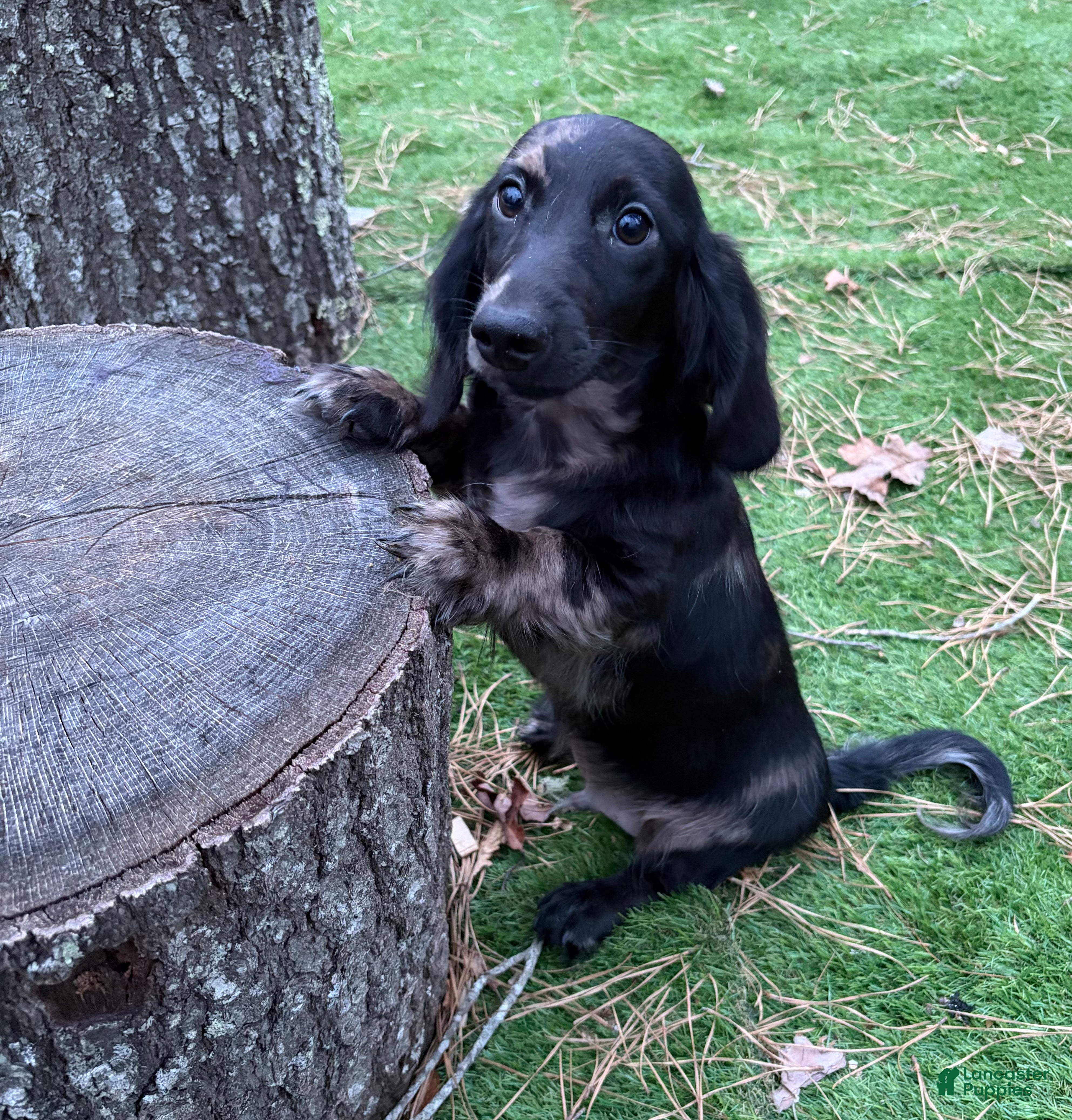 Miniature Dachshund dogs Mike - Ad 1