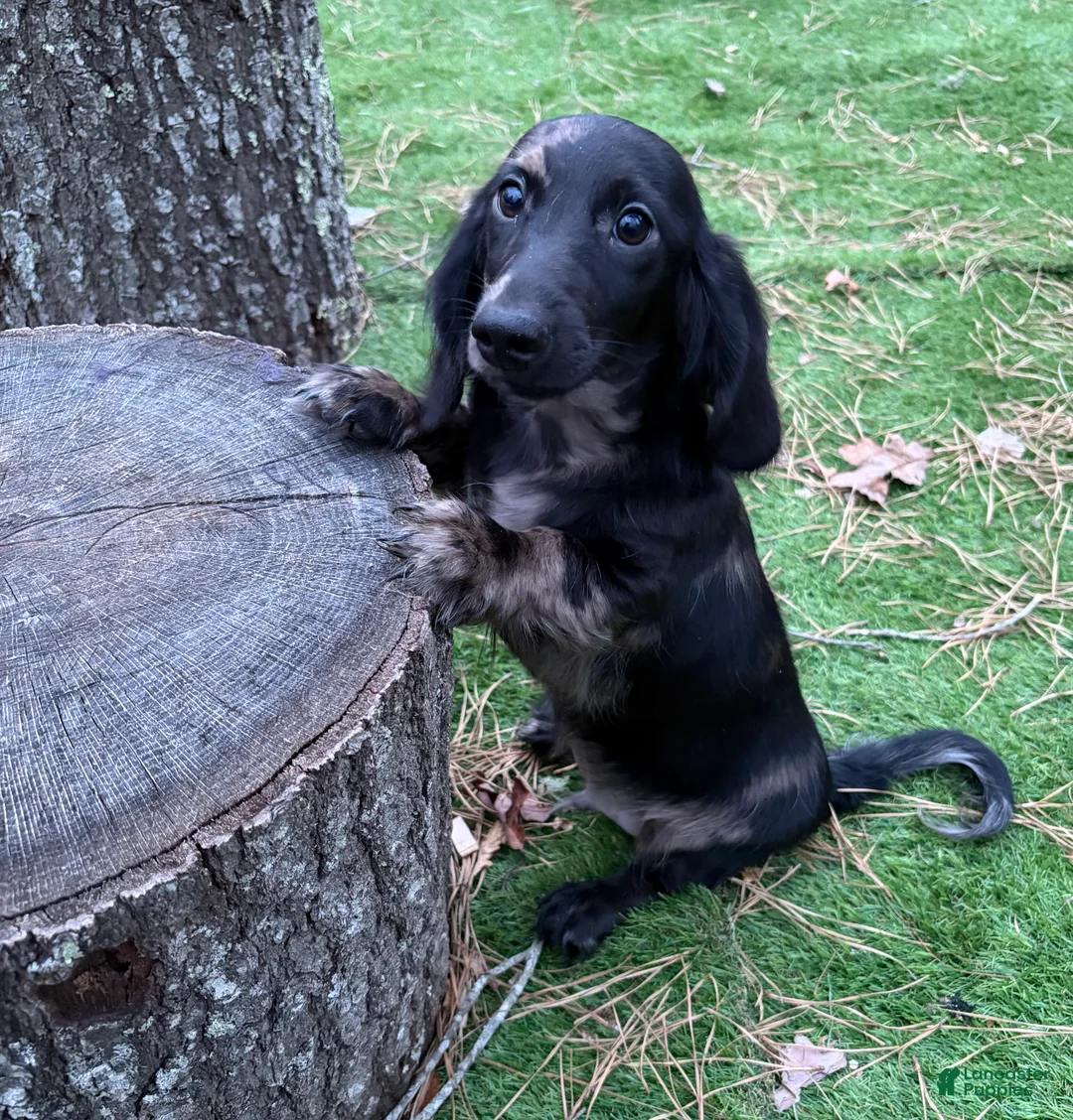 Miniature Dachshund dogs for sale: Mike - Ad 1