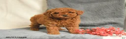Maltipoo dogs for sale: Scarlet - Ad 4