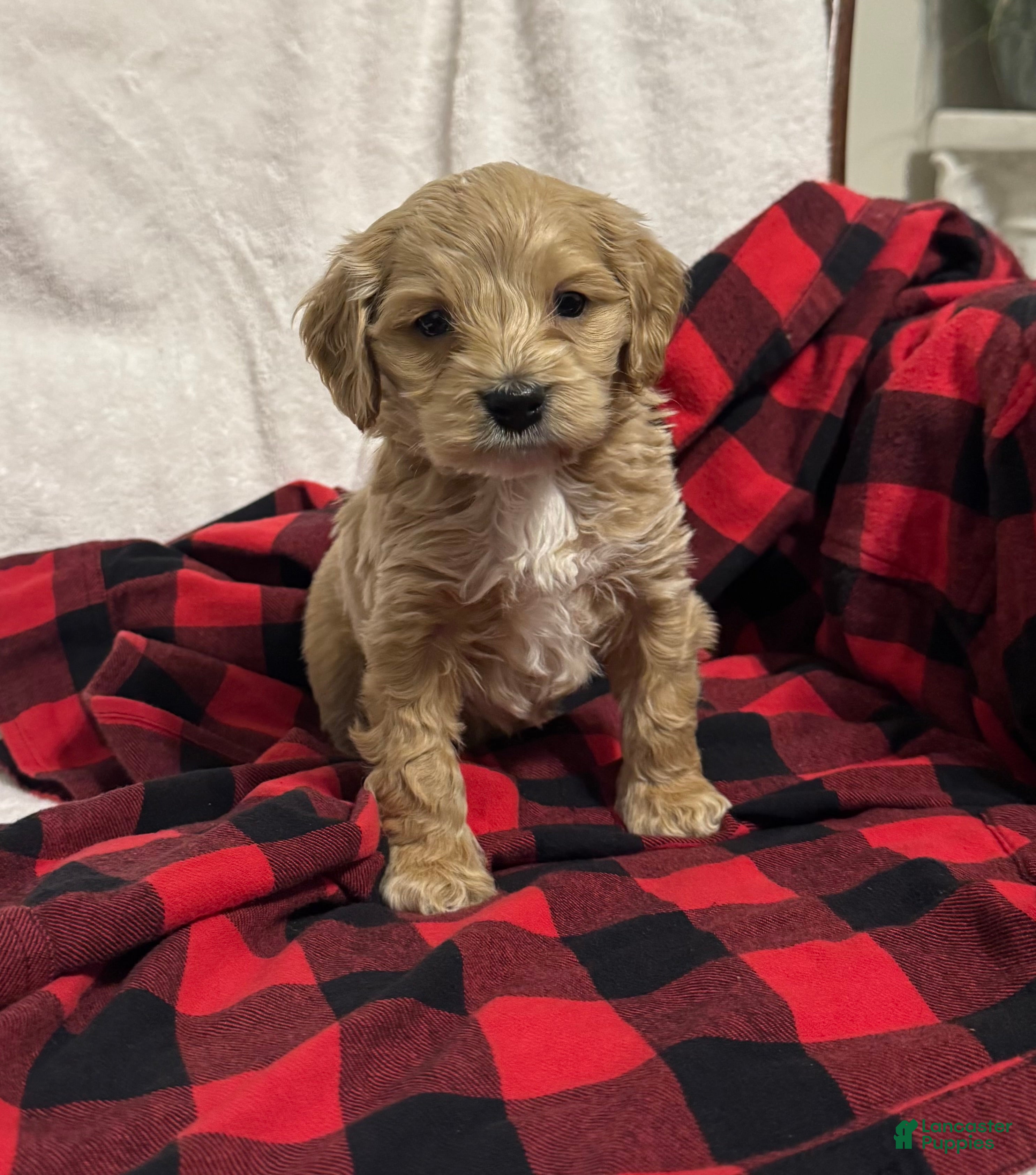 Cockapoo dogs Cooper - Ad 42