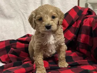 Cockapoo dogs Cooper - Ad 42