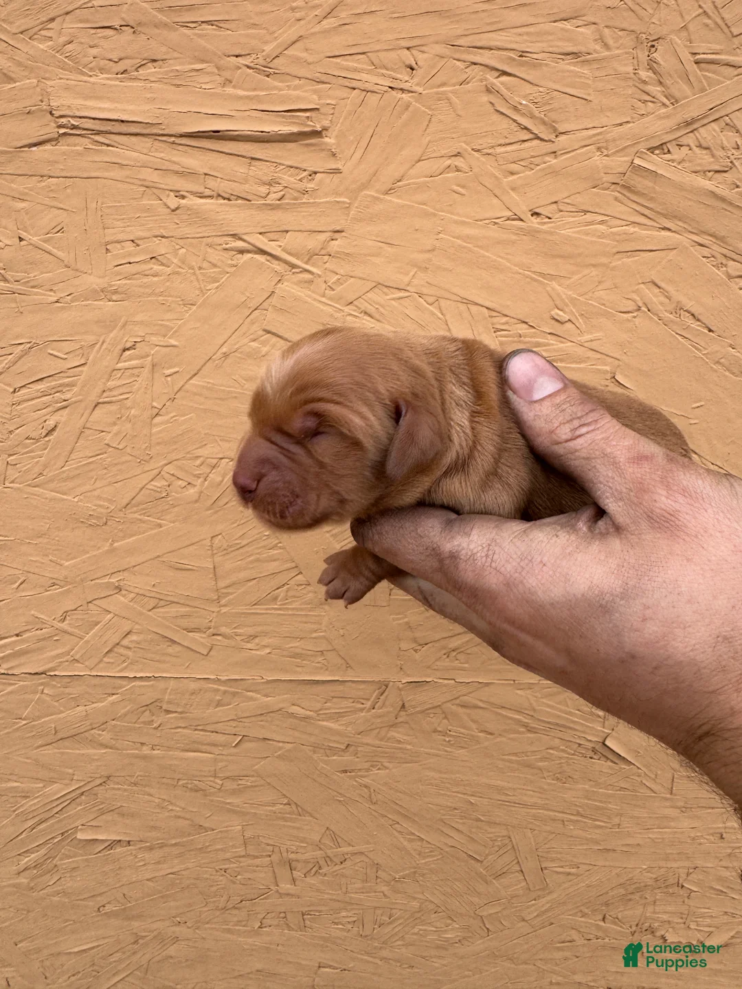 Golden Retriever dogs for sale: Iris - AKC, Genetically Clear - Ad 2