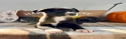 Border Collie dogs for sale: Maple - Ad 4