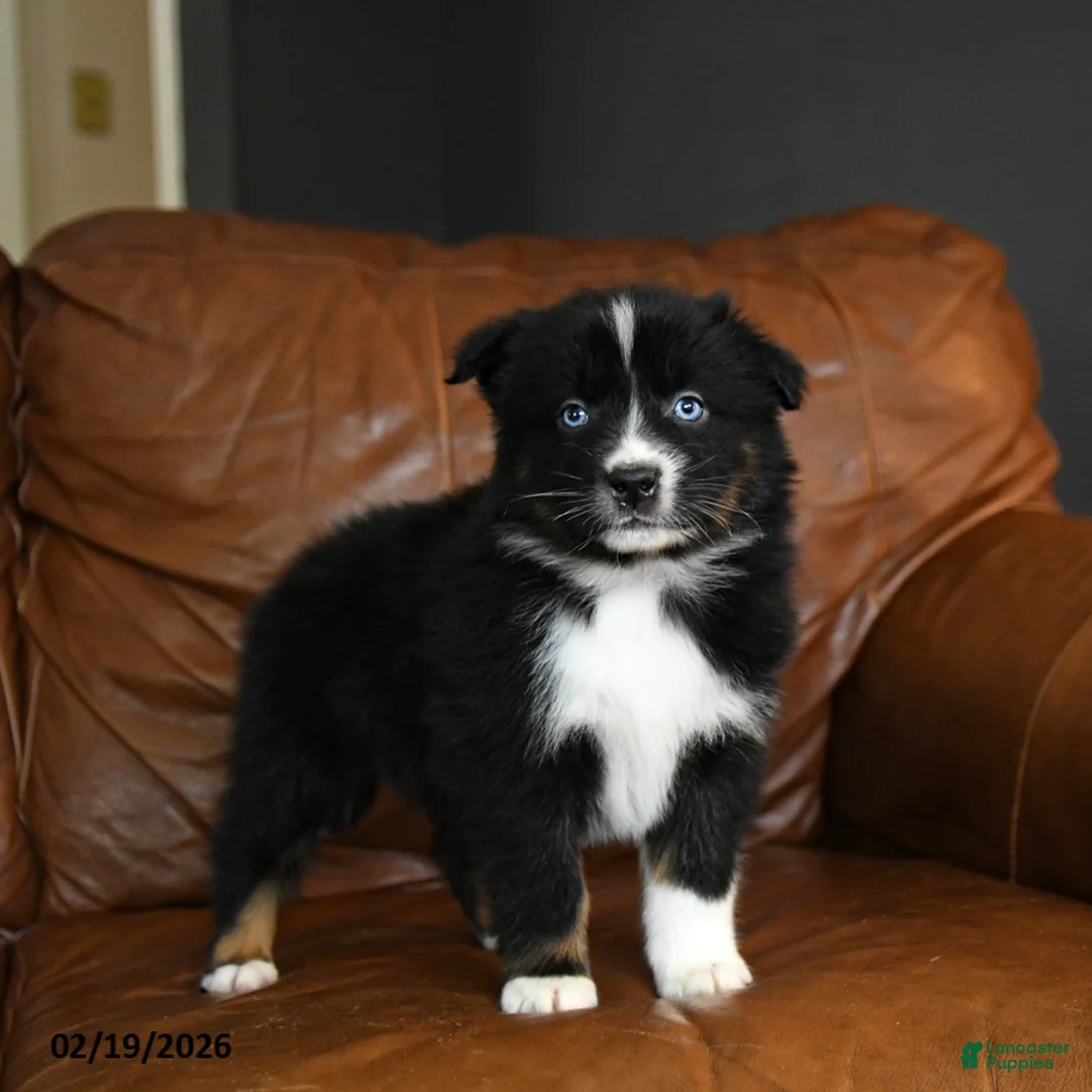 Australian Shepherd dogs for sale: Durango - Ad 2