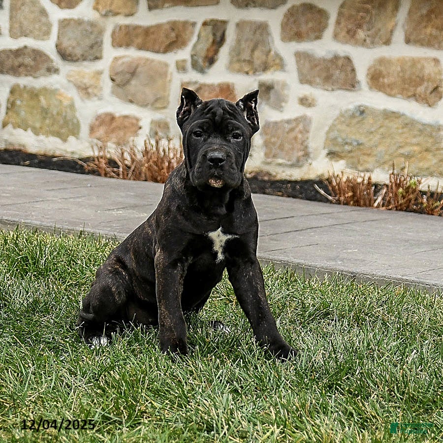 Cane Corso dogs Molly Cropped Ears - Ad 2