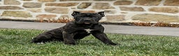 Cane Corso dogs for sale: Molly Cropped Ears - Ad 1