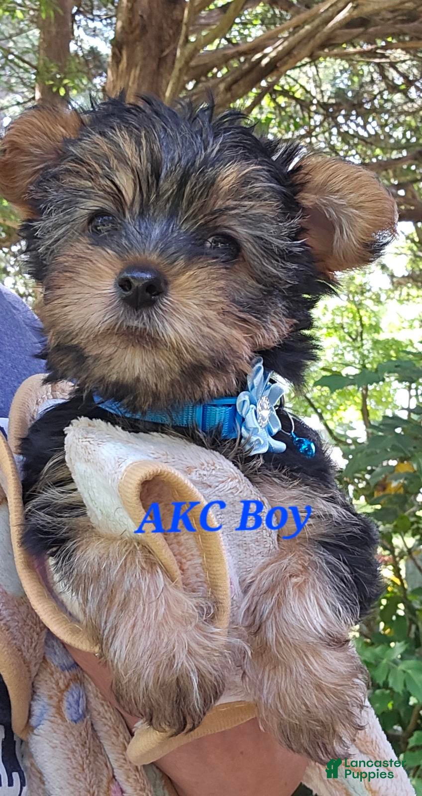 Yorkshire Terrier dogs Trevor Boy - Ad 2