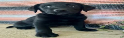 Labrador Retriever dogs for sale: Rip - Ad 2