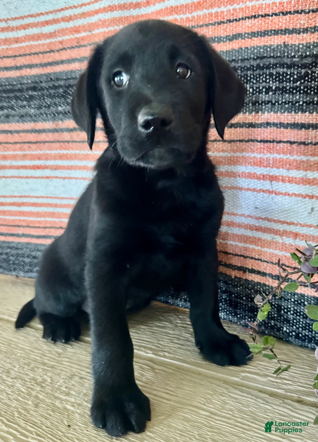 Labrador Retriever dogs for sale: Rip - Ad 2