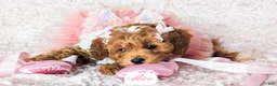 Cavapoo dogs for sale: Alice - Ad 13