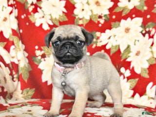 Pug dogs Rapunzel - Ad 3