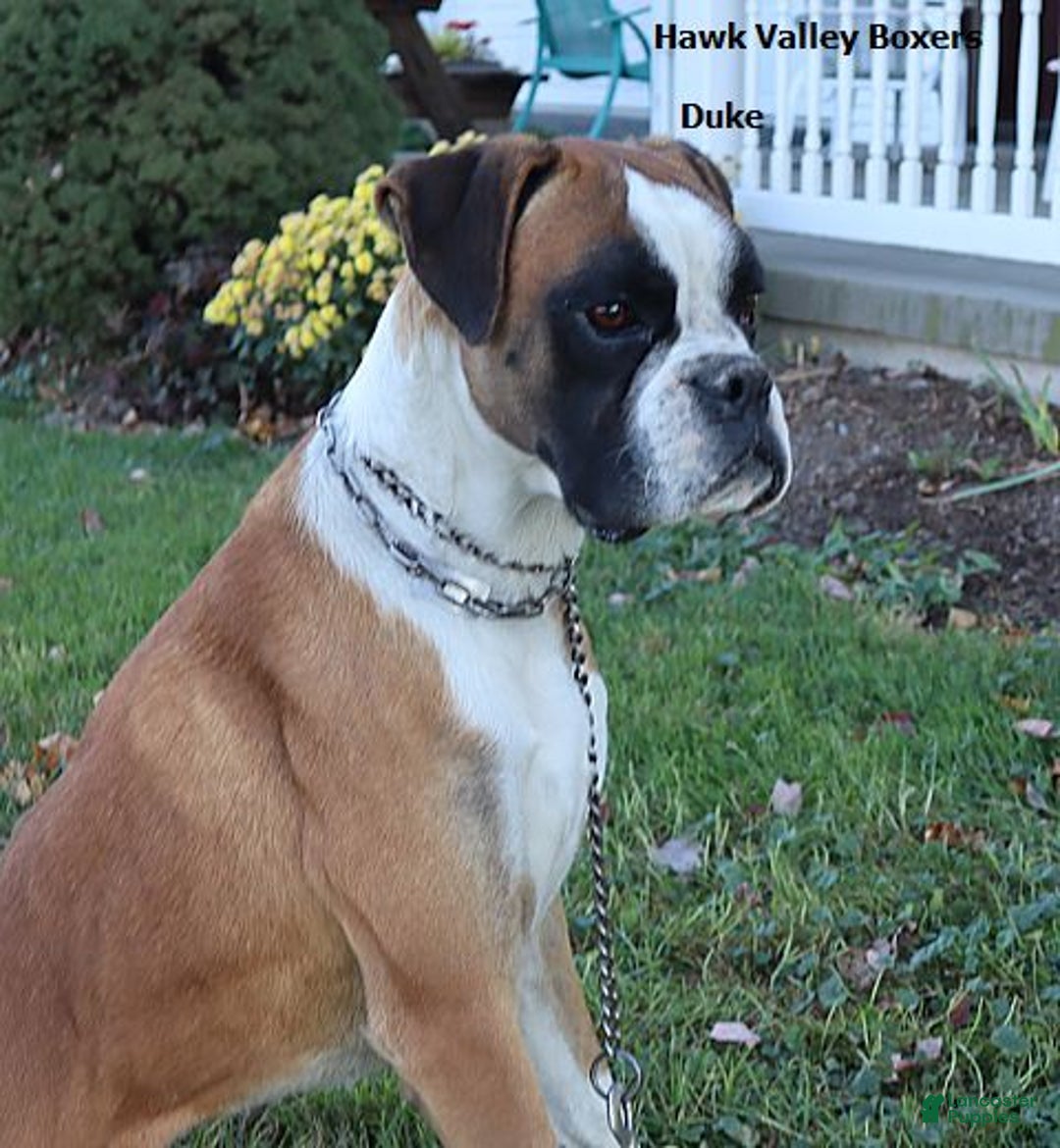 Boxer dogs for sale: Hunter - Champ lines - Ad 3