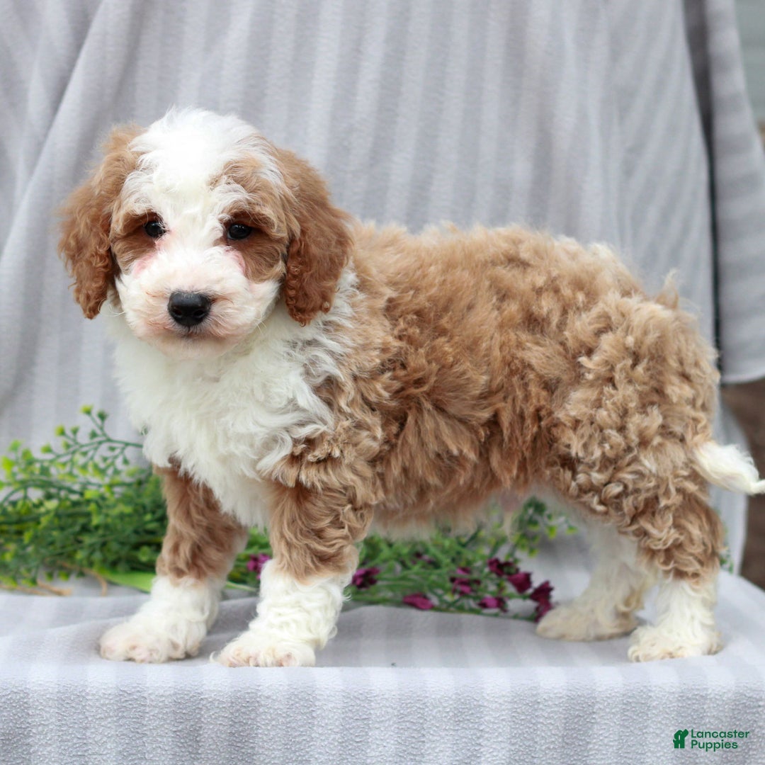 Miniature Poodle dogs for sale: Rudy  - Ad 3
