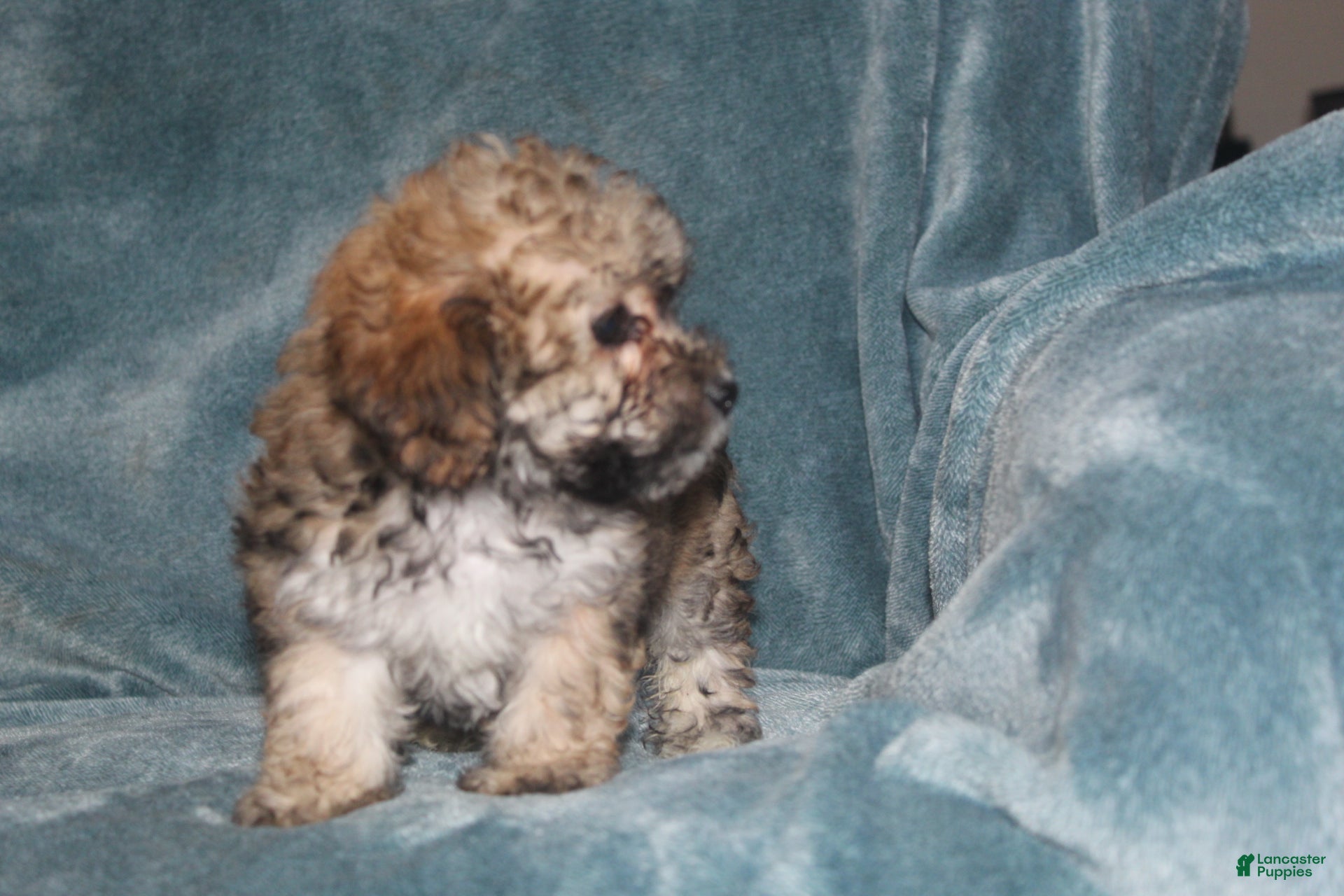 Miniature Poodle dogs Storm  - Ad 2