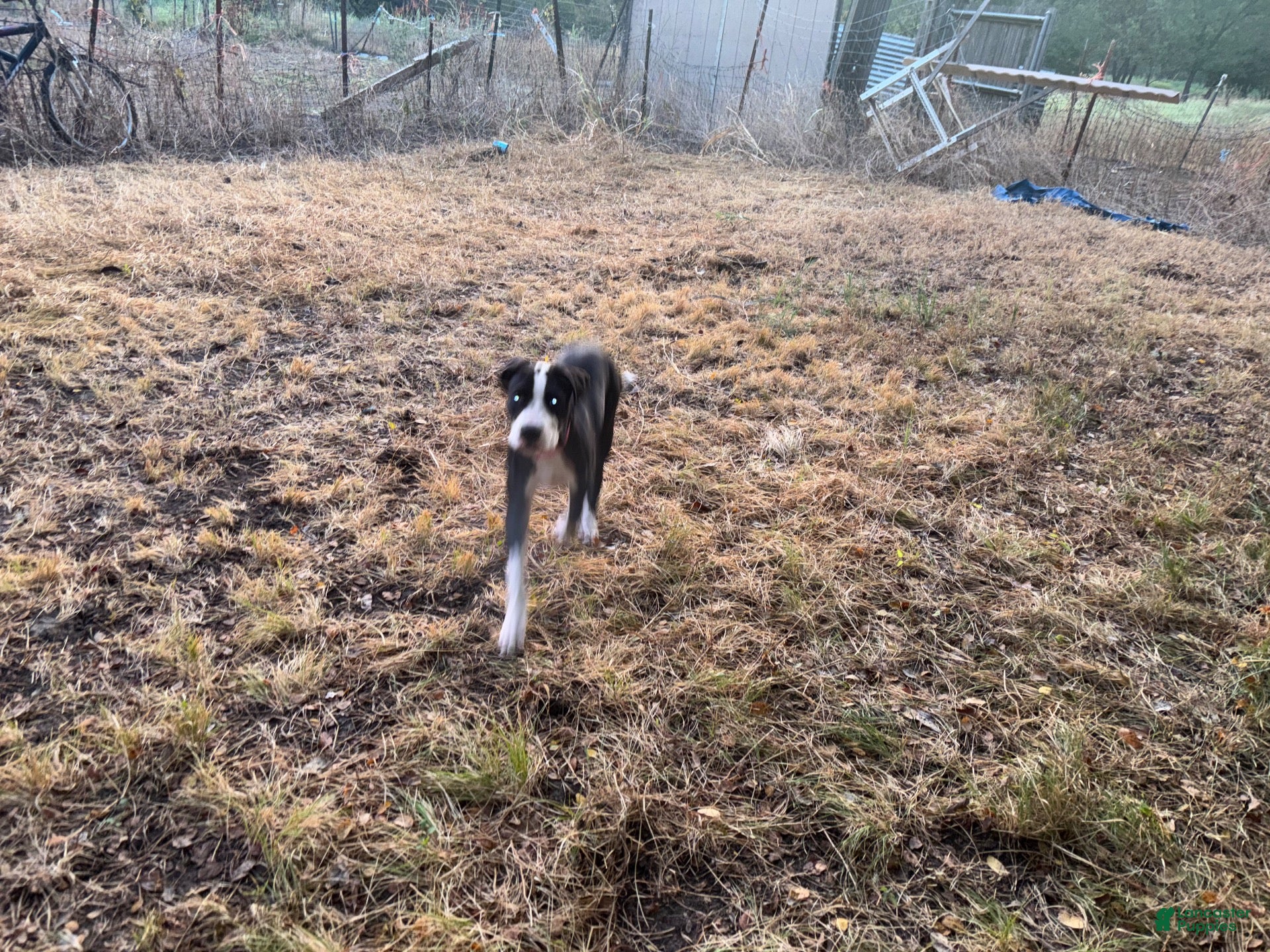 Mixed Breed dogs Mixed Breed 4 - Ad 27