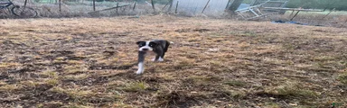 Mixed Breed 4